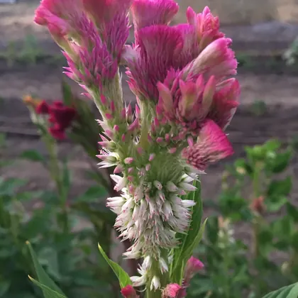 Wynnie's Flower Farm, business photo 4