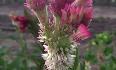 Wynnie's Flower Farm, business photo 1