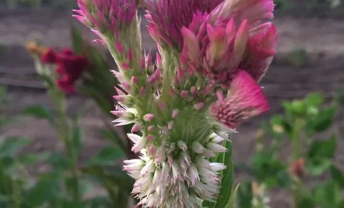Wynnie's Flower Farm business photo